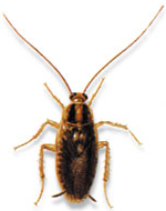 Alman Hamamböceği