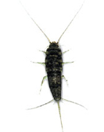 Gümüşçün