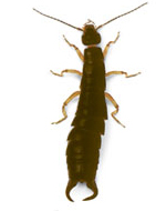 Kulağakaçan